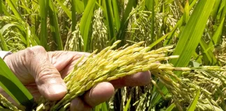 Consumo de arroz en Venezuela se acerca a niveles históricos