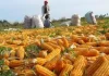 Producción de maíz en Venezuela caerá hasta 14% en 2025