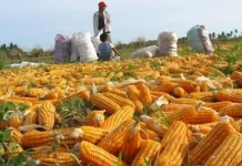 Producción de maíz en Venezuela caerá hasta 14% en 2025