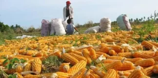 Producción de maíz en Venezuela caerá hasta 14% en 2025