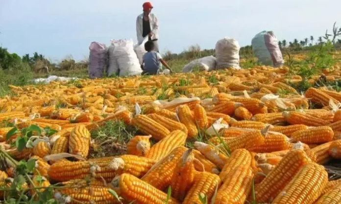Producción de maíz en Venezuela caerá hasta 14% en 2025