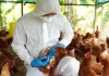 Brasil activa barreras sanitarias por brote de gripe aviar en granja