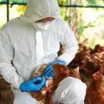 Brasil activa barreras sanitarias por brote de gripe aviar en granja