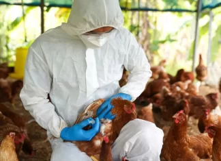 Brasil activa barreras sanitarias por brote de gripe aviar en granja