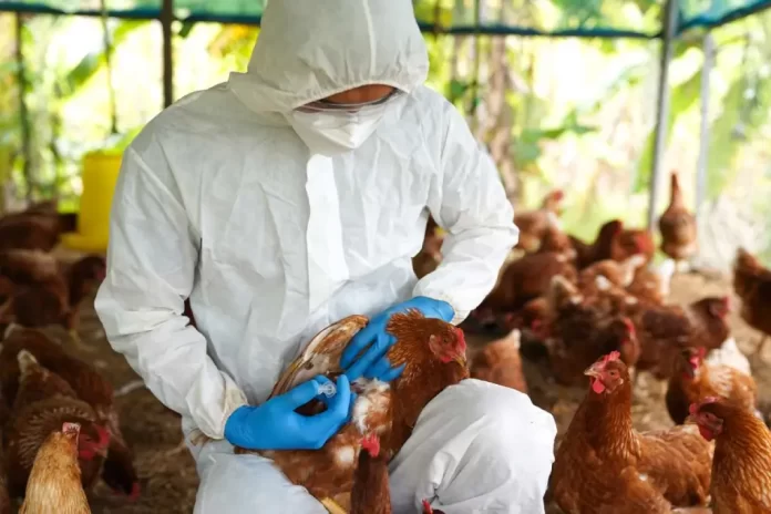 Brasil activa barreras sanitarias por brote de gripe aviar en granja